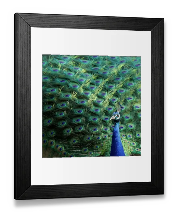 Framed Print : Lisbon, Portugal. Castelo Sao Jorge. Peacocks reside on the castle grounds. Males showing off their plumage, spring mating season Framed Print : Lisbon, Portugal. Castelo Sao Jorge. Peacocks reside on the castle grounds. Males showing off their plumage, spring mating season