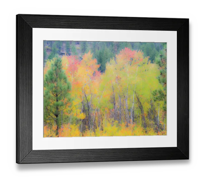 Framed Print : USA, Washington State, Ferry County. Aspen trees in the fall Framed Print : USA, Washington State, Ferry County. Aspen trees in the fall