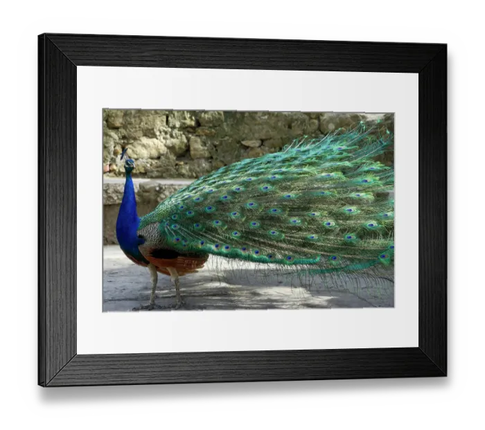 Framed Print : Lisbon, Portugal. Castelo Sao Jorge. Peacocks reside on the castle grounds. Males showing off their plumage, spring mating season Framed Print : Lisbon, Portugal. Castelo Sao Jorge. Peacocks reside on the castle grounds. Males showing off their plumage, spring mating season