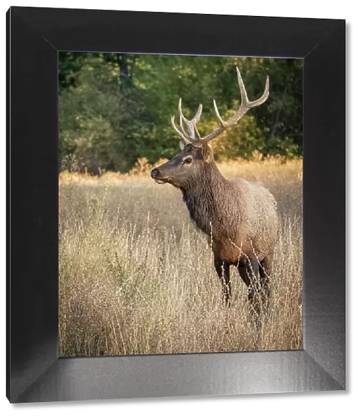 Usa, Washington State, Roslyn. Bull Roosevelt Elk in grass
