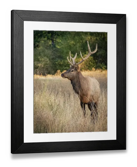 Framed Print : Usa, Washington State, Roslyn. Bull Roosevelt Elk in grass Framed Print : Usa, Washington State, Roslyn. Bull Roosevelt Elk in grass