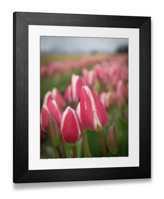 Framed Print : Usa, Washington State, Mt. Vernon. Rows of pink and white tulips in field of farm, Skagit Valley Tulip Festival