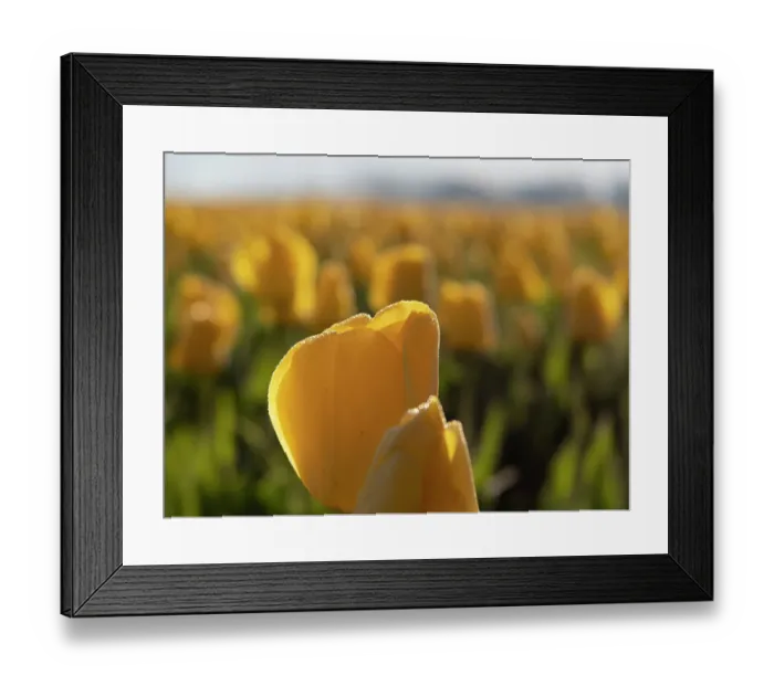Framed Print : Usa, Washington State, Mt. Vernon. Rows of backlit yellow tulips glowing at sunset, Skagit Valley Tulip Festival Framed Print : Usa, Washington State, Mt. Vernon. Rows of backlit yellow tulips glowing at sunset, Skagit Valley Tulip Festival
