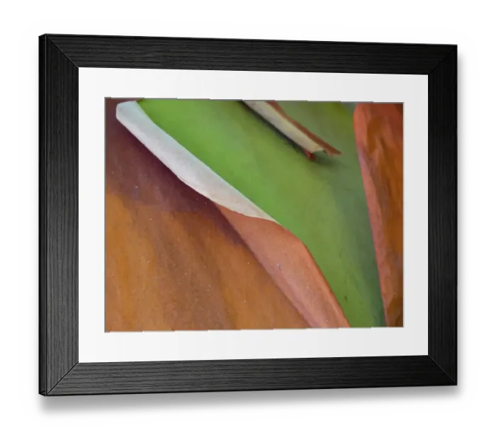 Framed Print : Usa, Washington State, San Juan Islands. Peeling red and green bark of madrona tree Framed Print : Usa, Washington State, San Juan Islands. Peeling red and green bark of madrona tree