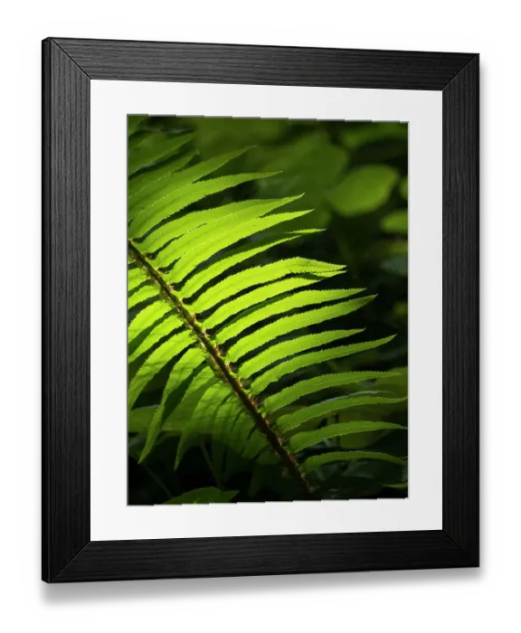 Framed Print : Usa, Washington State, Bainbridge Island. Backlit Western sword fern frond glowing in sunlight Framed Print : Usa, Washington State, Bainbridge Island. Backlit Western sword fern frond glowing in sunlight