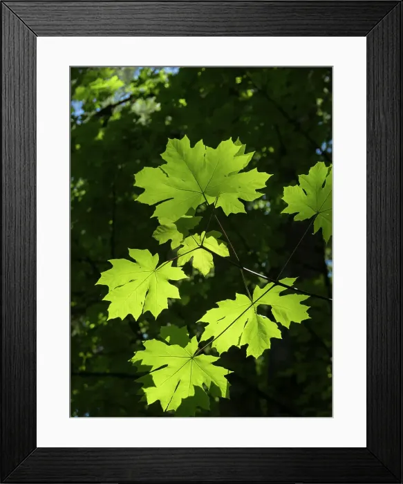 Framed Print : Usa, Washington State, Bellevue. Backlit glowing leaves of Bigleaf maple tree in sunlight Framed Print : Usa, Washington State, Bellevue. Backlit glowing leaves of Bigleaf maple tree in sunlight