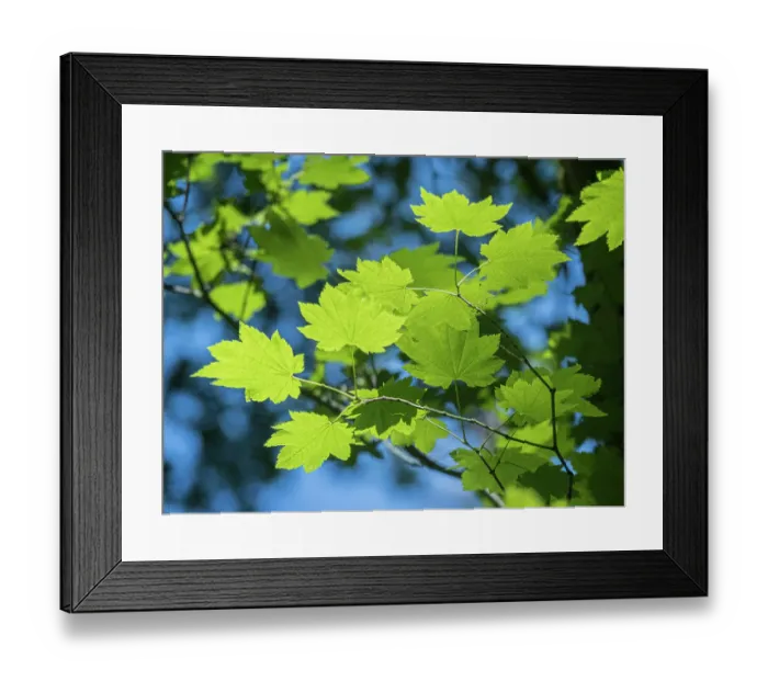 Framed Print : Usa, Washington State, Bellevue. Backlit glowing leaves of Vine maple tree in sunlight Framed Print : Usa, Washington State, Bellevue. Backlit glowing leaves of Vine maple tree in sunlight