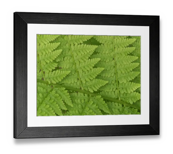 Framed Print : Usa, Washington State, Kirkland. Juanita Bay Park, Lady fern frond pattern from above Framed Print : Usa, Washington State, Kirkland. Juanita Bay Park, Lady fern frond pattern from above