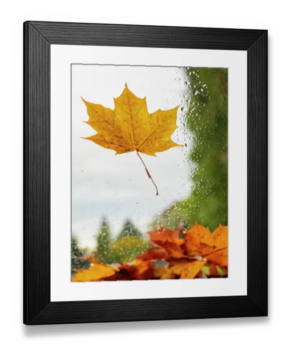 Framed Print : Usa, Washington State, Bellevue. Orange Norway maple leaf on car windshield with rain drops