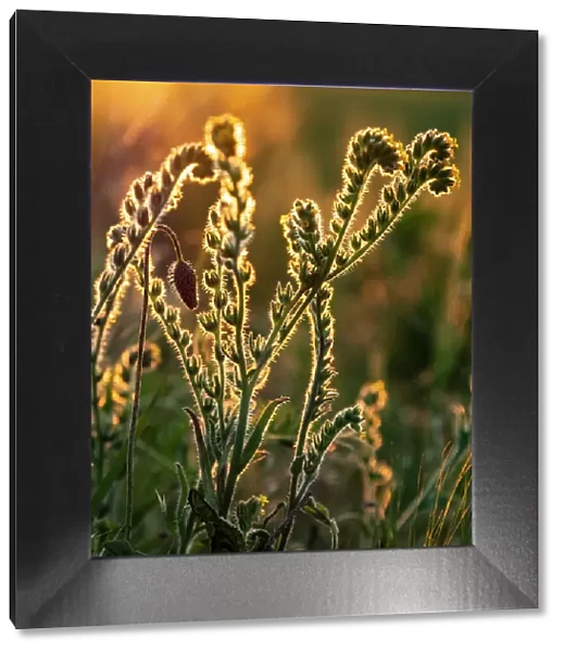 Usa, Washington State, Palouse. Backlit Menzies fiddleneck wildflower glowing at sunset