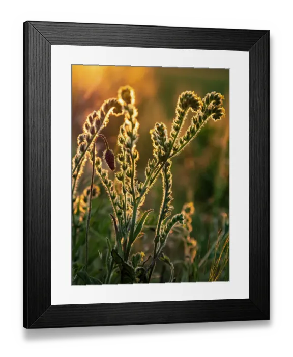 Framed Print : Usa, Washington State, Palouse. Backlit Menzies fiddleneck wildflower glowing at sunset Framed Print : Usa, Washington State, Palouse. Backlit Menzies fiddleneck wildflower glowing at sunset