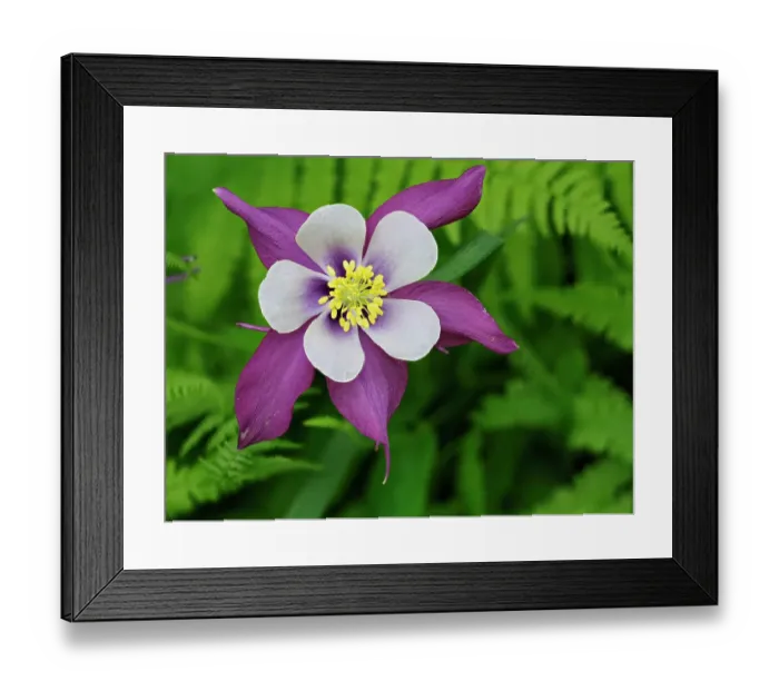 Framed Print : Usa, Washington State. Purple, white and yellow columbine flower in garden Framed Print : Usa, Washington State. Purple, white and yellow columbine flower in garden