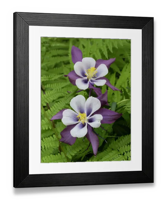 Framed Print : Usa, Washington State. Purple, white and yellow columbine and ferns in garden