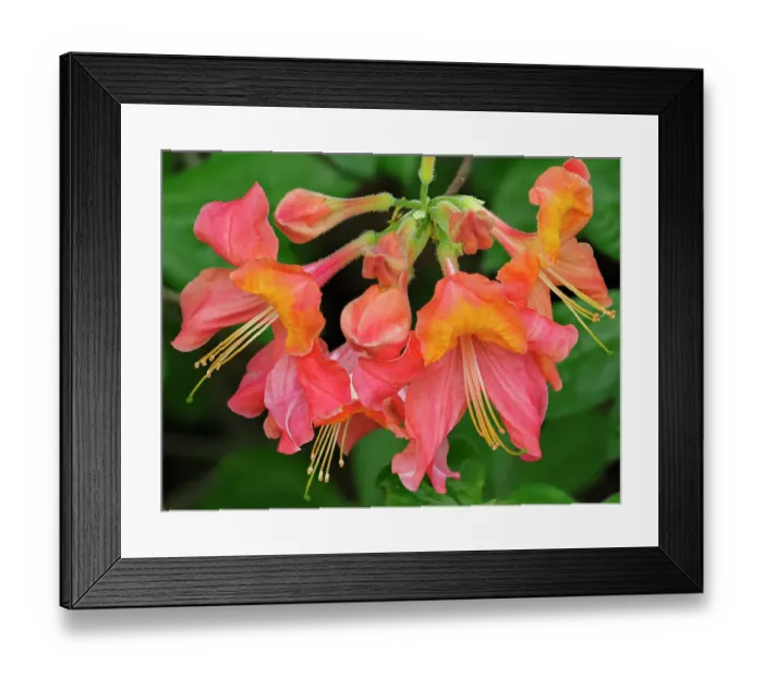 Framed Print : Usa, Washington State, Underwood. Orange flame azalea flower Framed Print : Usa, Washington State, Underwood. Orange flame azalea flower