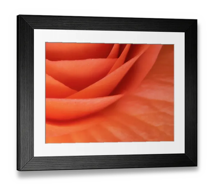 Framed Print : Usa, Washington State, Underwood. Orange ranunculus flower close-up Framed Print : Usa, Washington State, Underwood. Orange ranunculus flower close-up
