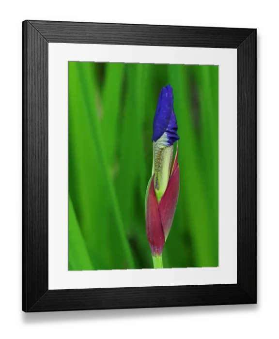 Framed Print : Usa, Washington State, Underwood. Iris flower bud Framed Print : Usa, Washington State, Underwood. Iris flower bud