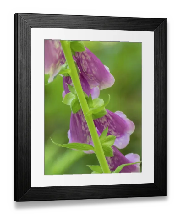 Framed Print : Usa, Washington State, Bellevue. Pink foxglove flower close-up Framed Print : Usa, Washington State, Bellevue. Pink foxglove flower close-up