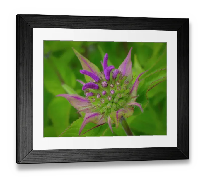 Framed Print : Usa, Washington State, Bellevue. Pink bergamot flower, also known as bee balm close-up Framed Print : Usa, Washington State, Bellevue. Pink bergamot flower, also known as bee balm close-up