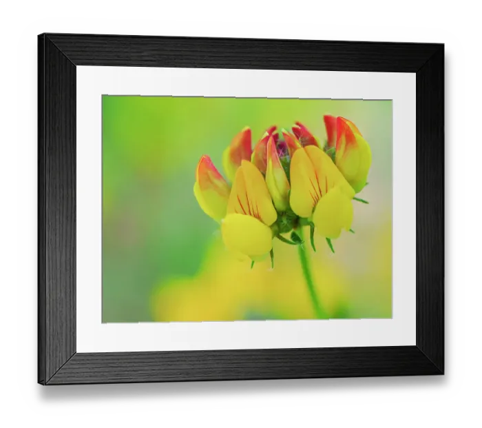 Framed Print : Usa, Washington State, Bellevue. Yellow and orange flower of Bird's Foot Trefoil close-up