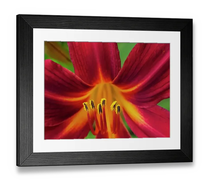Framed Print : Usa, Washington State, Issaquah. Orange and red daylily flower close-up Framed Print : Usa, Washington State, Issaquah. Orange and red daylily flower close-up