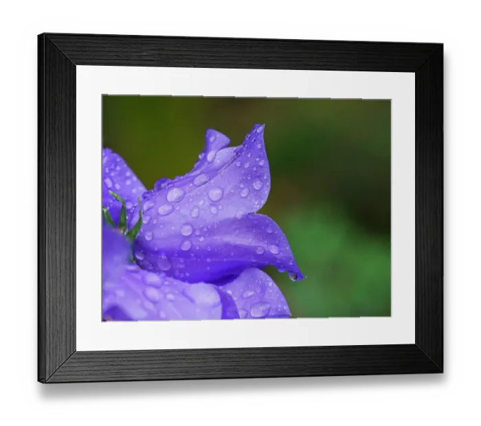 Framed Print : Usa, Washington State. Purple Tussock bellflower with raindrops close-up Framed Print : Usa, Washington State. Purple Tussock bellflower with raindrops close-up