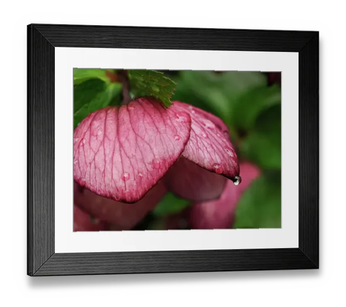 Framed Print : Usa, Washington State, Bellevue. Bellevue Botanical Garden, magenta Lenten rose hellebore flower with raindrops Framed Print : Usa, Washington State, Bellevue. Bellevue Botanical Garden, magenta Lenten rose hellebore flower with raindrops
