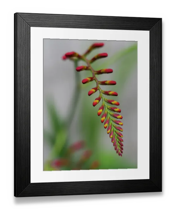 Framed Print : Usa, Washington State, Bellevue. Crocosmia Lucifer flower Framed Print : Usa, Washington State, Bellevue. Crocosmia Lucifer flower