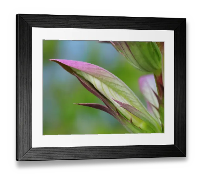 Framed Print : Usa, Washington State, Bellevue. Bear's breeches flower close-up Framed Print : Usa, Washington State, Bellevue. Bear's breeches flower close-up