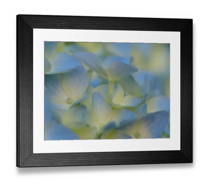Framed Print : Usa, Washington State, Bellevue. Blue and white Bigleaf hydrangea flower Framed Print : Usa, Washington State, Bellevue. Blue and white Bigleaf hydrangea flower