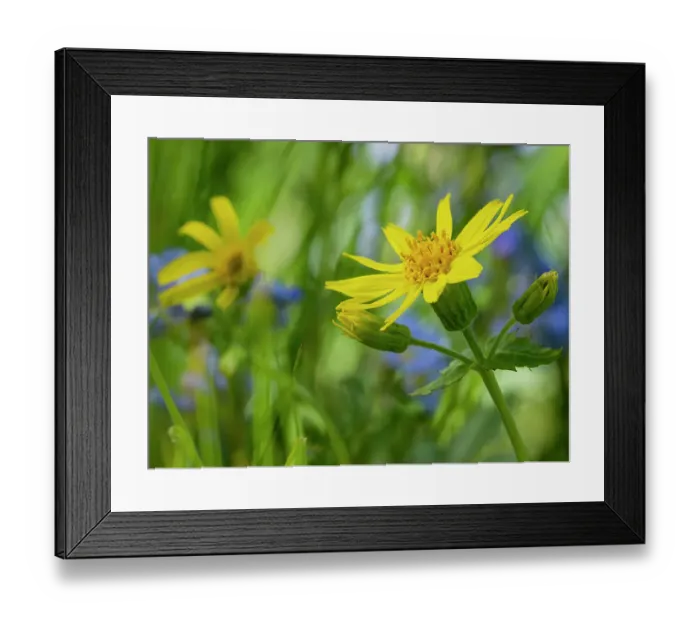 Framed Print : Usa, Washington State. Crystal Mountain, Broadleaf arnica in field Framed Print : Usa, Washington State. Crystal Mountain, Broadleaf arnica in field