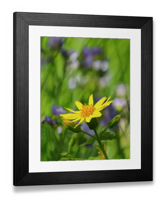 Framed Print : Usa, Washington State. Crystal Mountain, Broadleaf arnica in field