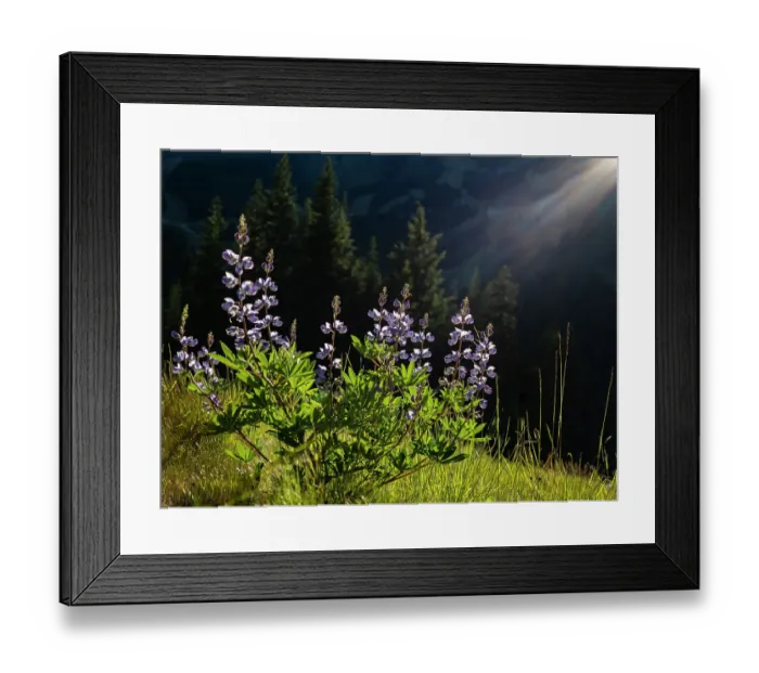 Framed Print : Usa, Washington State. Crystal Mountain, backlit Broadleaf lupine in meadow