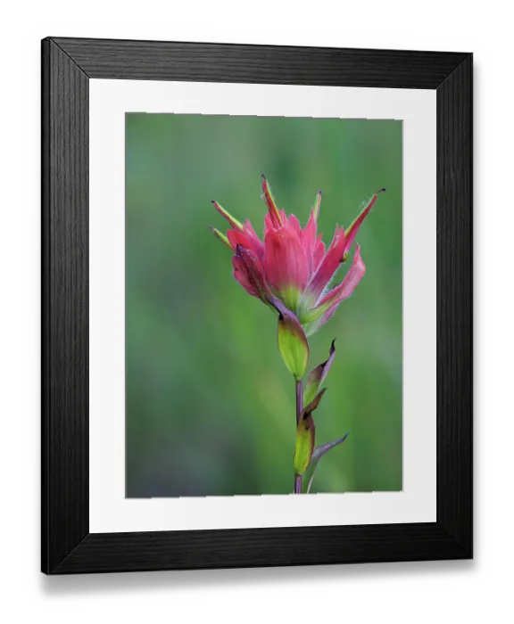 Framed Print : Usa, Washington State. Crystal Mountain, Giant red Indian Paintbrush Framed Print : Usa, Washington State. Crystal Mountain, Giant red Indian Paintbrush