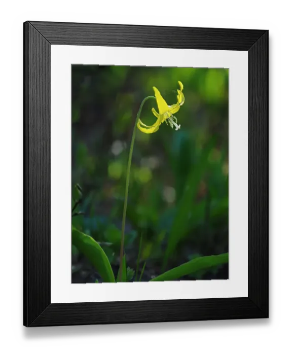 Framed Print : Usa, Mount Rainier National Park, Yellow Avalanche lily