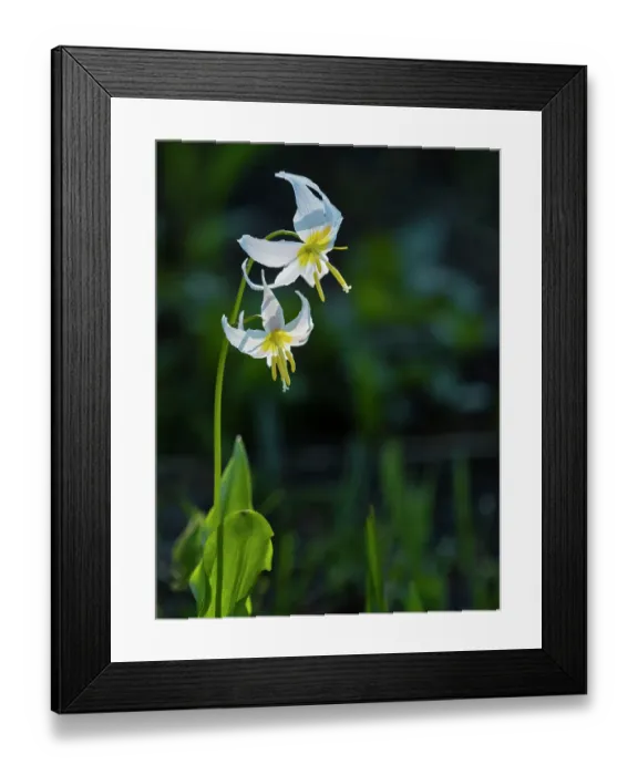Framed Print : Usa, Mount Rainier National Park, Great White Fawn lily Framed Print : Usa, Mount Rainier National Park, Great White Fawn lily
