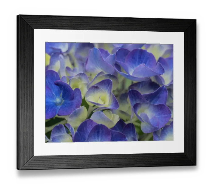 Framed Print : Usa, Washington State, Bellevue. Blue and white Bigleaf hydrangea flower