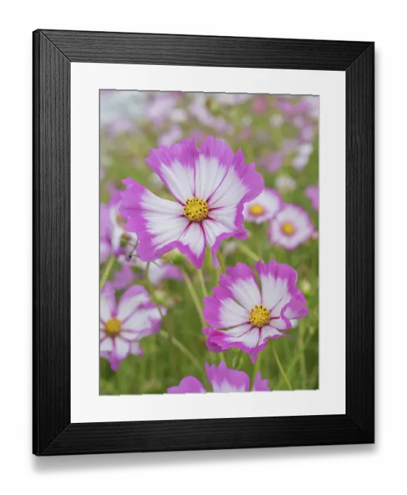 Framed Print : Usa, Washington State. Snoqualmie Valley, pink and white Garden cosmos in field on farm Framed Print : Usa, Washington State. Snoqualmie Valley, pink and white Garden cosmos in field on farm