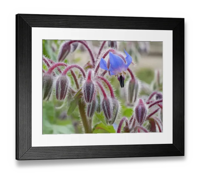Framed Print : Usa, Washington State. Snoqualmie Valley, backlit Borage close-up Framed Print : Usa, Washington State. Snoqualmie Valley, backlit Borage close-up