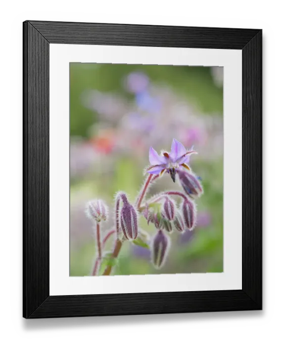 Framed Print : Usa, Washington State. Snoqualmie Valley, backlit Borage close-up