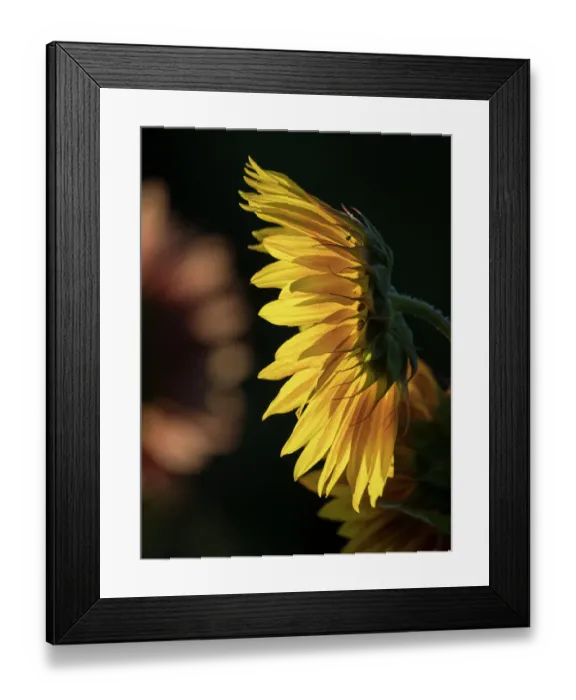 Framed Print : Usa, Washington State, Bellevue. Backlit common sunflower Framed Print : Usa, Washington State, Bellevue. Backlit common sunflower