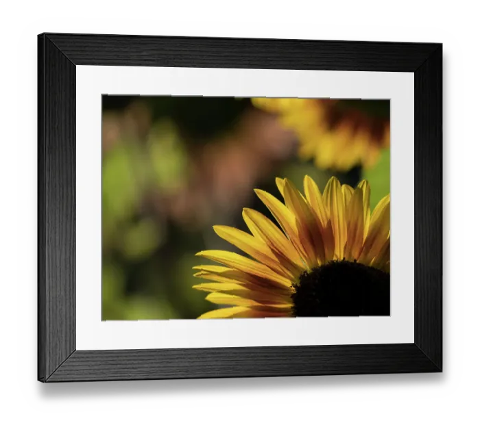 Framed Print : Usa, Washington State, Bellevue. Backlit common sunflower Framed Print : Usa, Washington State, Bellevue. Backlit common sunflower