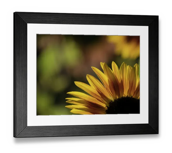 Framed Print : Usa, Washington State, Bellevue. Backlit common sunflower