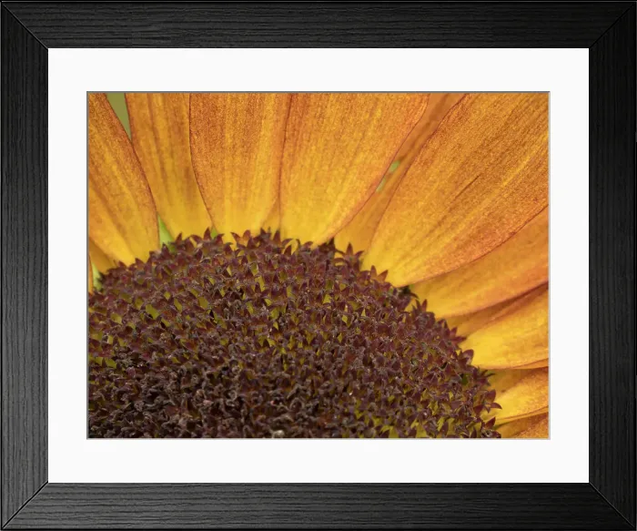 Framed Print : Usa, Washington State, Bellevue. Common sunflower close-up