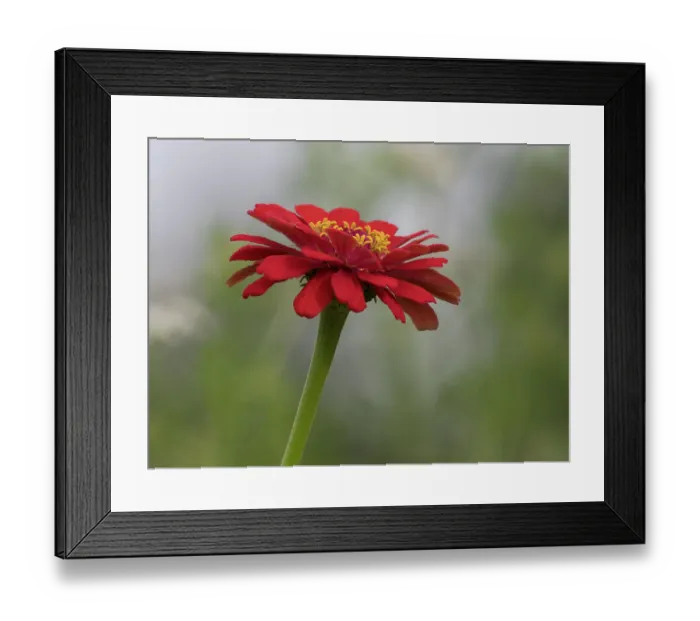 Framed Print : Usa, Washington State. Snoqualmie Valley, common Zinnia close-up Framed Print : Usa, Washington State. Snoqualmie Valley, common Zinnia close-up