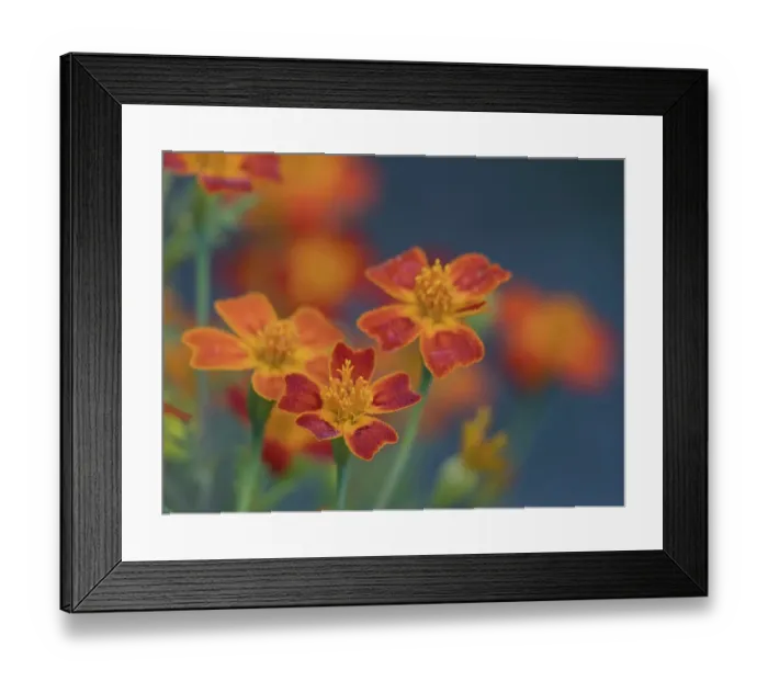 Framed Print : Usa, Washington State, Bellevue. Orange Mexican marigold flowers close-up Framed Print : Usa, Washington State, Bellevue. Orange Mexican marigold flowers close-up