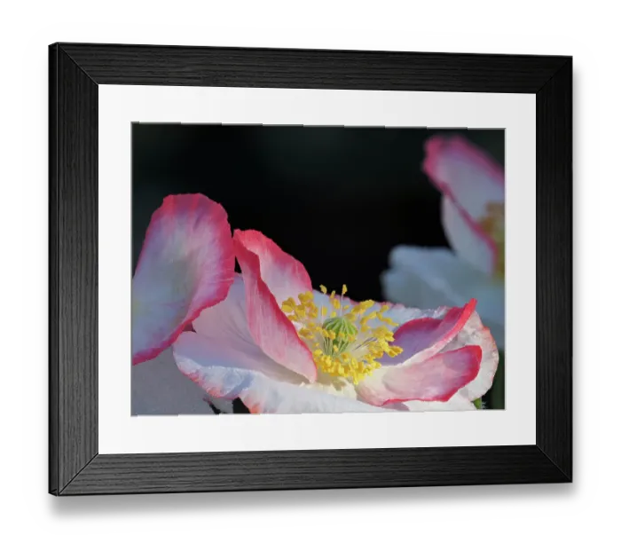 Framed Print : Usa, Washington State, Duvall. Red and white common poppy close-up Framed Print : Usa, Washington State, Duvall. Red and white common poppy close-up