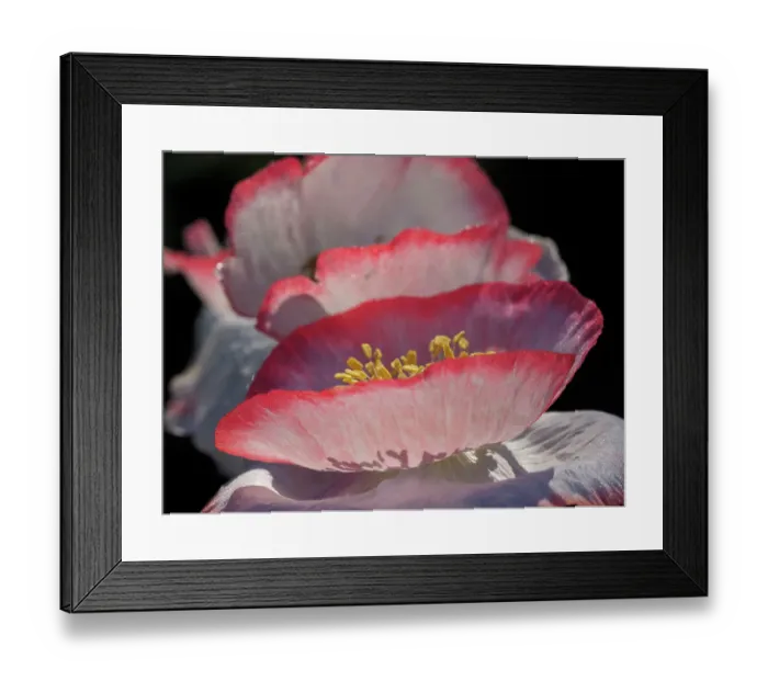 Framed Print : Usa, Washington State, Duvall. Red and white common poppy close-up