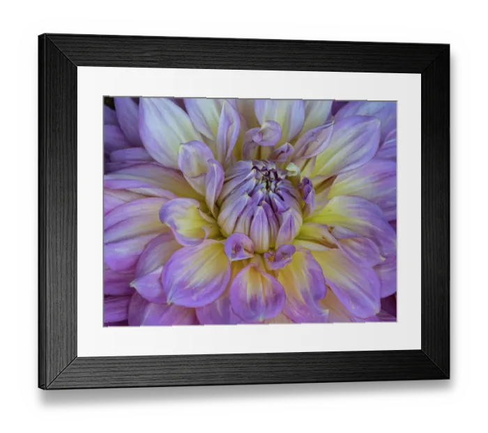 Framed Print : Usa, Washington State, Duvall. Purple Garden dahlia close-up
