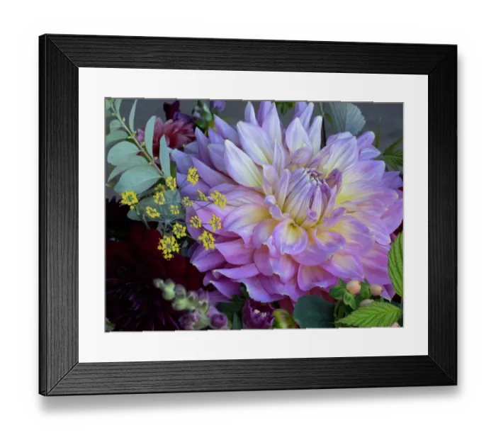 Framed Print : Usa, Washington State, Duvall. Purple Garden dahlia close-up Framed Print : Usa, Washington State, Duvall. Purple Garden dahlia close-up