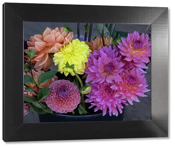 Usa, Washington State, Duvall. Purple, yellow and apricot Garden dahlias in bouquet of cut flowers